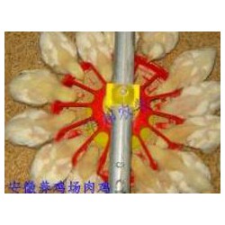 華邦養雞設備_供應肉雞自動料線