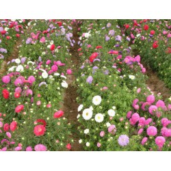 濰坊口碑好的翠菊廠家直銷_河北翠菊供應商