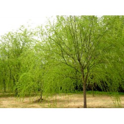 現(xiàn)貨2萬株青垂柳廠家直銷  價(jià)格優(yōu)惠