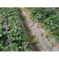 口碑好的地膜生產廠家|西北地膜公司