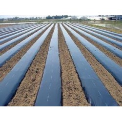防水地膜|想買有品質的農用地膜，就到齊環(huán)塑料