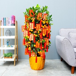 武漢工廠園藝租擺單位花木租賃，武漢戶外花卉租擺漢室內花卉養護